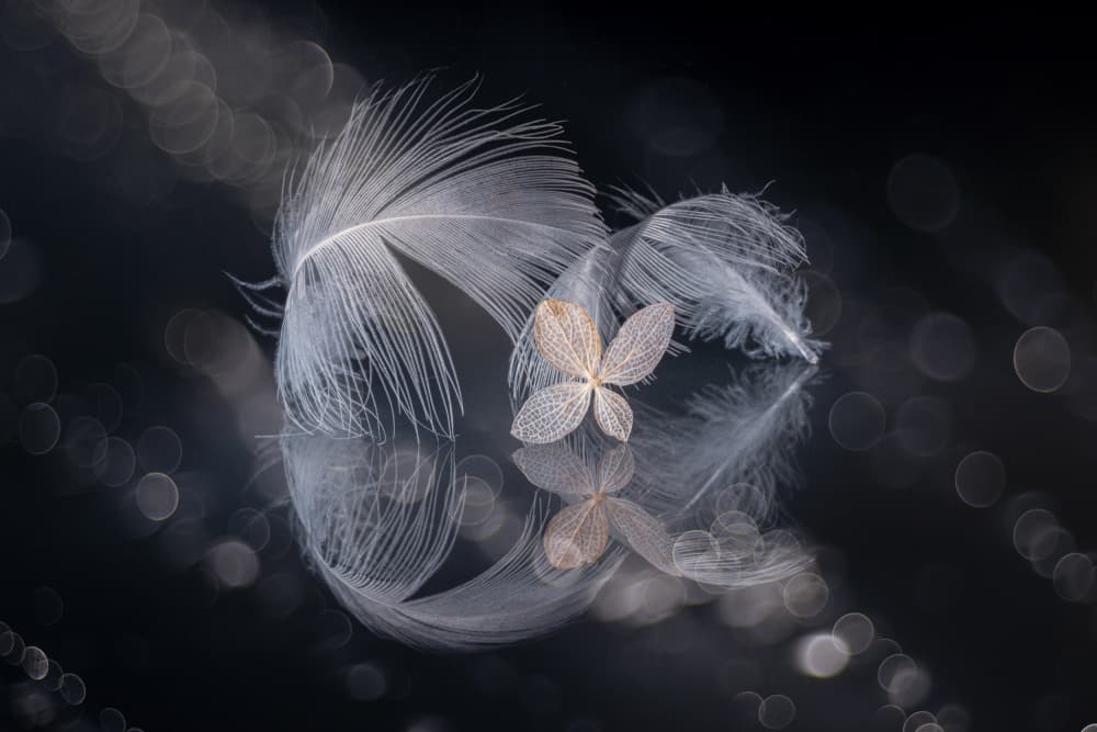 Delicate Feather Reflection by Igor Kopcev — canvas wall art