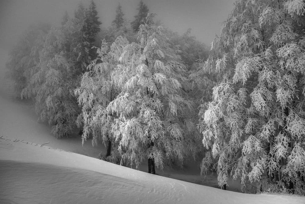 Frosted Winter Forest by Aleš Klabus — canvas wall art
