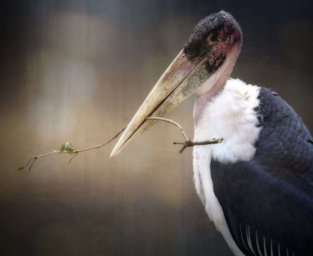 Marabou Stork Branch by Anna Cseresnjes — canvas wall art