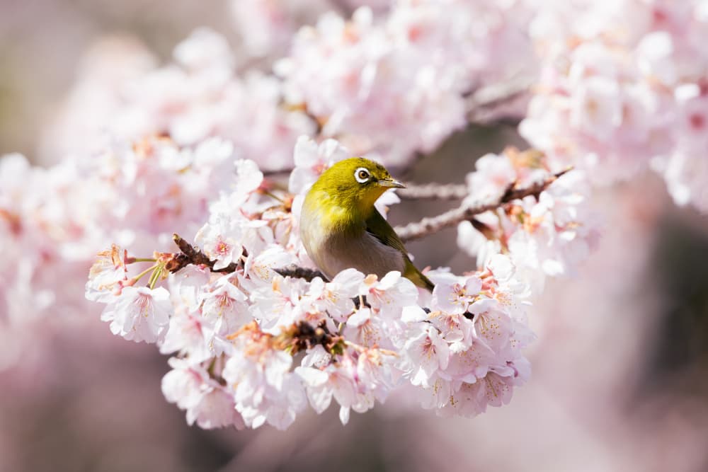 White-Eye on Sakura Blossoms by Haruma Okubo — canvas wall art