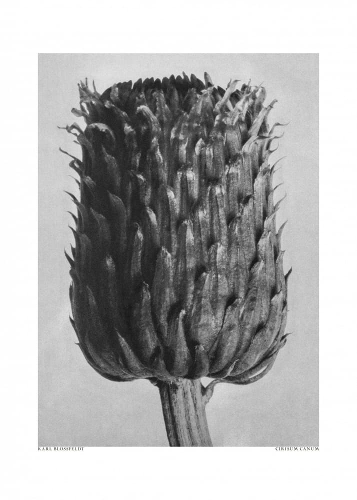 Cirsium Canum (Thistle) by Karl Blossfeldt — canvas wall art