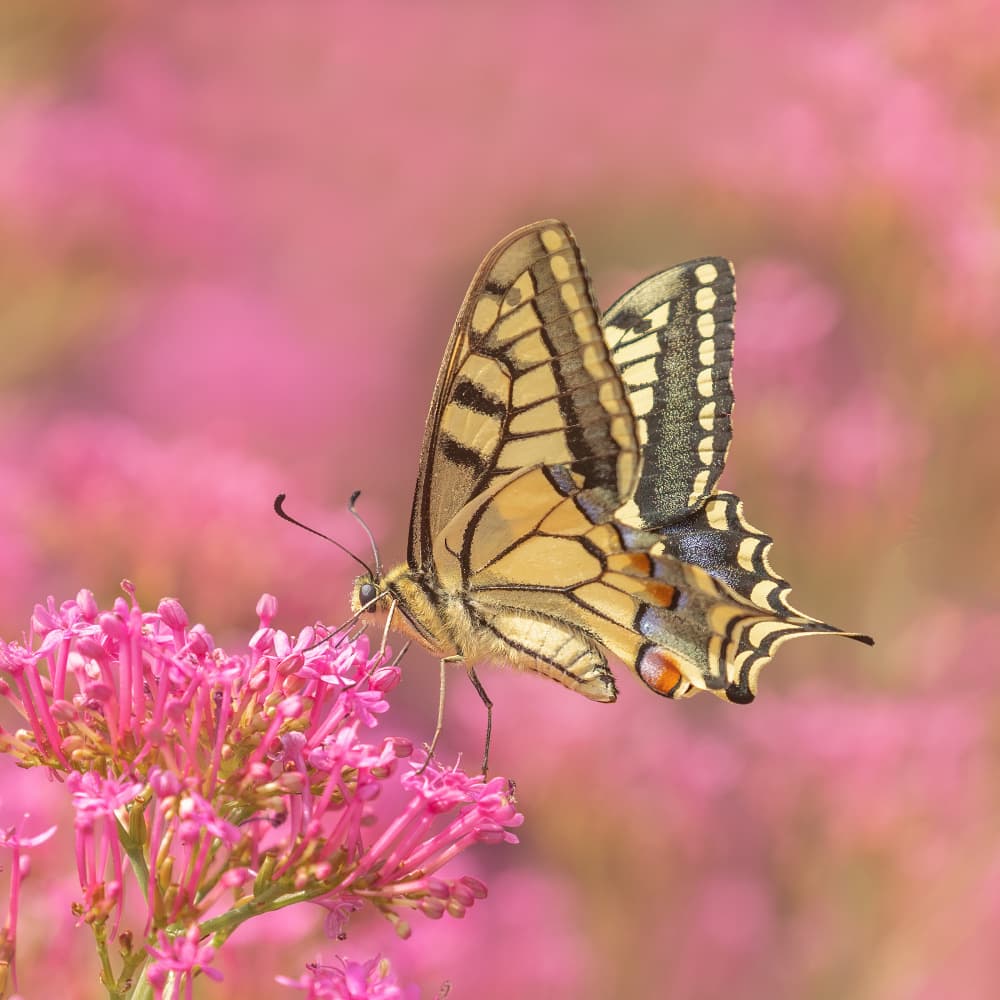 Butterfly on Pink Bloom by Annie Keizer — canvas wall art