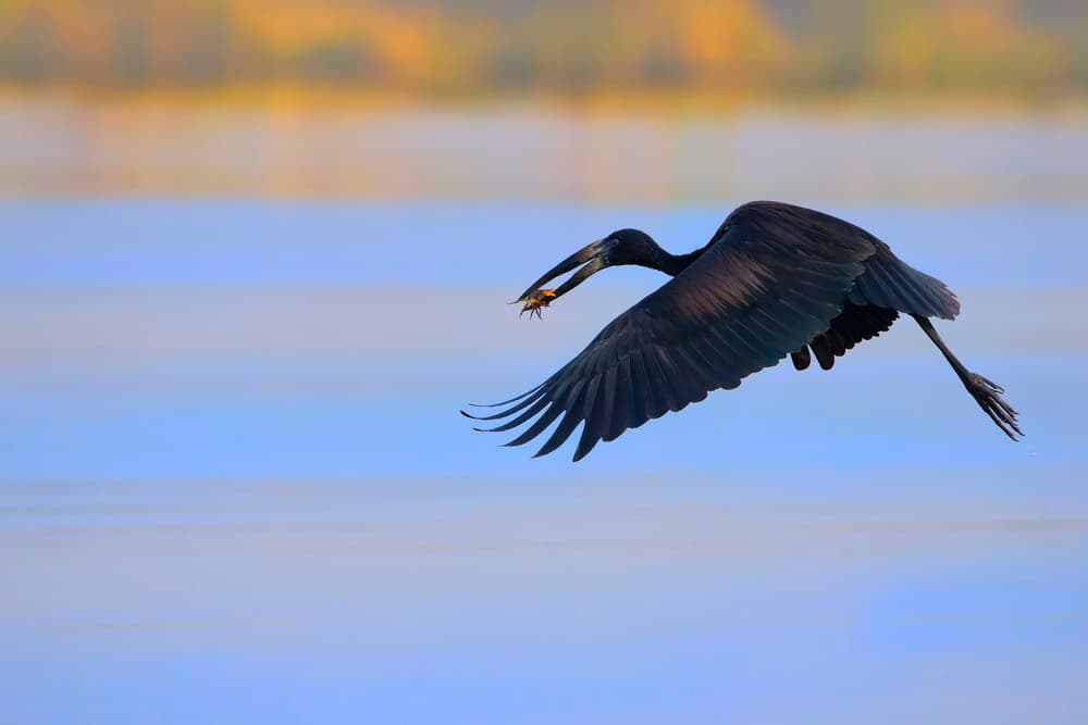 Dark Bird Hunts Crab by Phillip Chang — canvas wall art