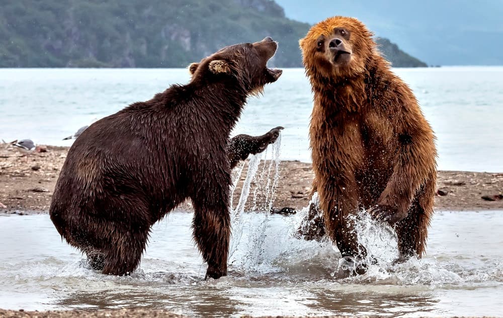 Brown Bears Splashing Water by Giuseppe DAmico — canvas wall art
