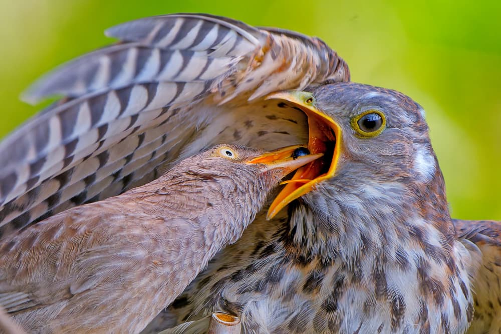 Parent Bird Feeding by Tanvir — canvas wall art