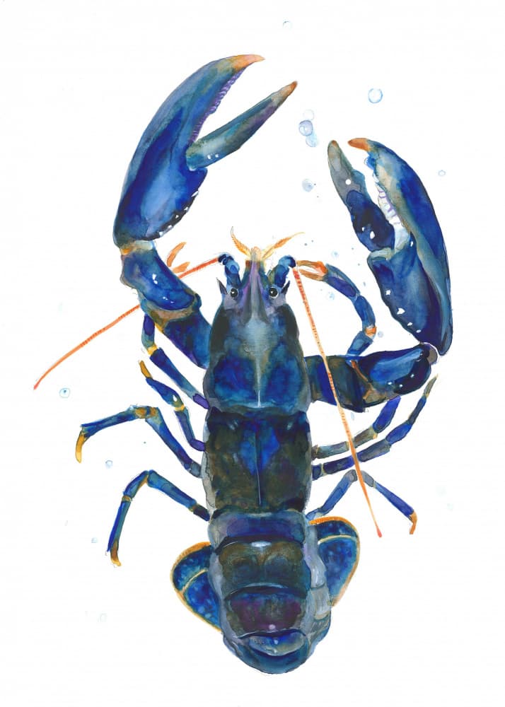 A Blue Lobster by Isabelle Brent — canvas wall art