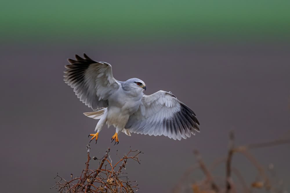 White Kite Landing by Eldad Levin — canvas wall art