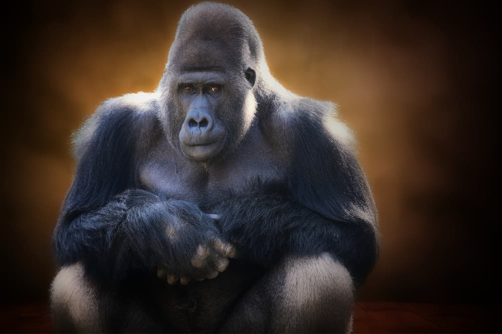 Majestic Silverback Gorilla by Antje Wenner-Braun — canvas wall art