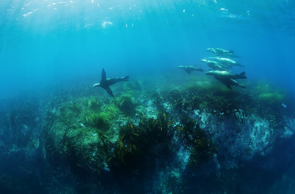 Sunlit Underwater Seals by Andrey Narchuk — canvas wall art