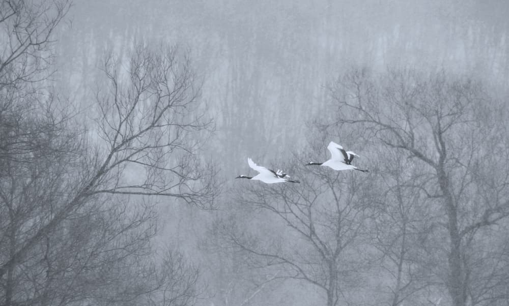 Cranes in Winter Mist by Chong Q. Wu — canvas wall art