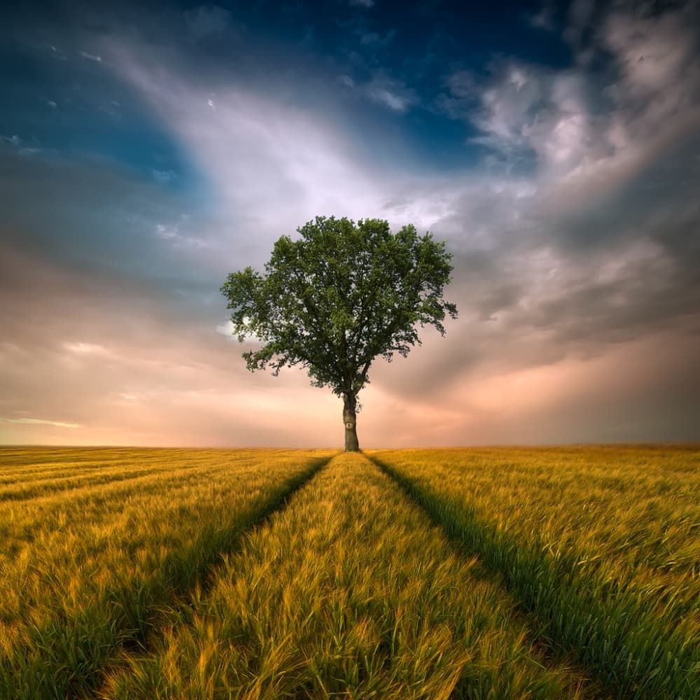 Golden Field Solitary Tree by Piotr Krol (Bax) — canvas wall art