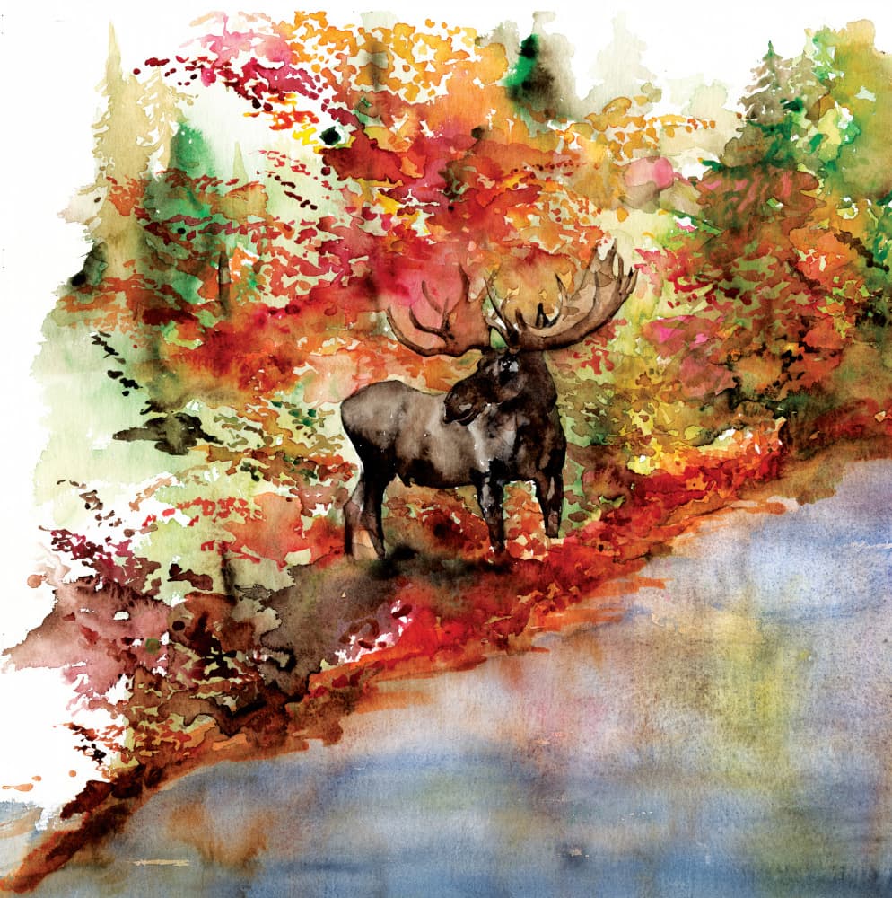 Moose in Colorful Fall by RodMacIver — canvas wall art