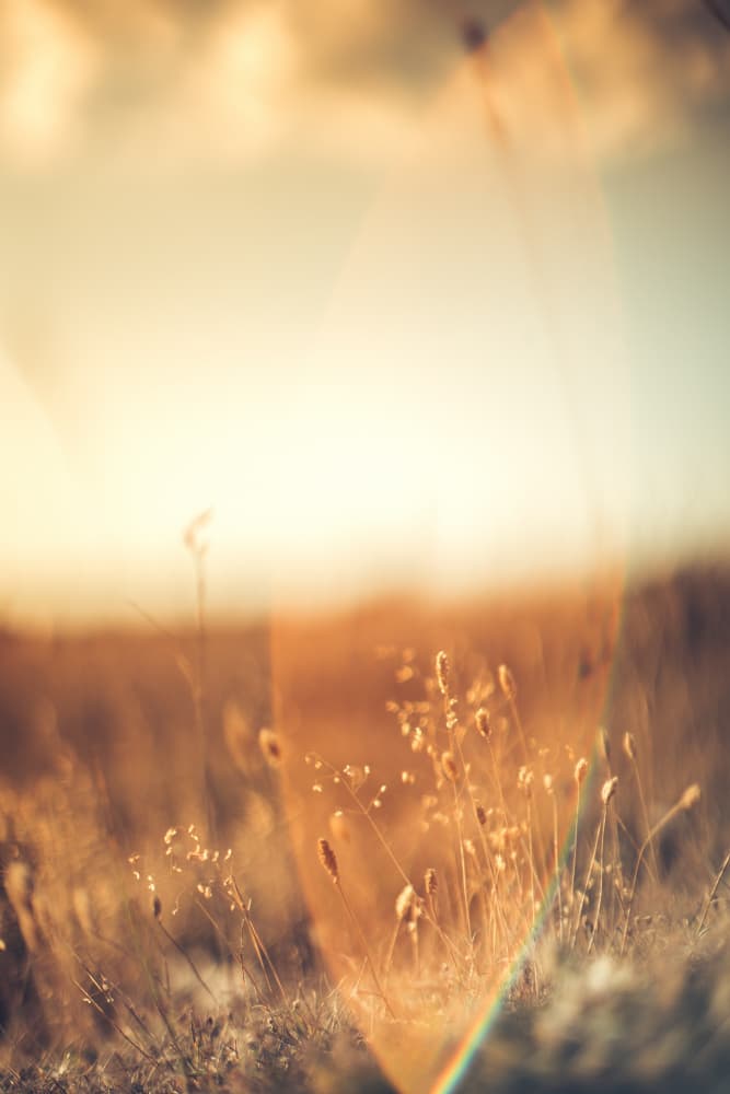 Golden Field Light by Javier Pardina — canvas wall art