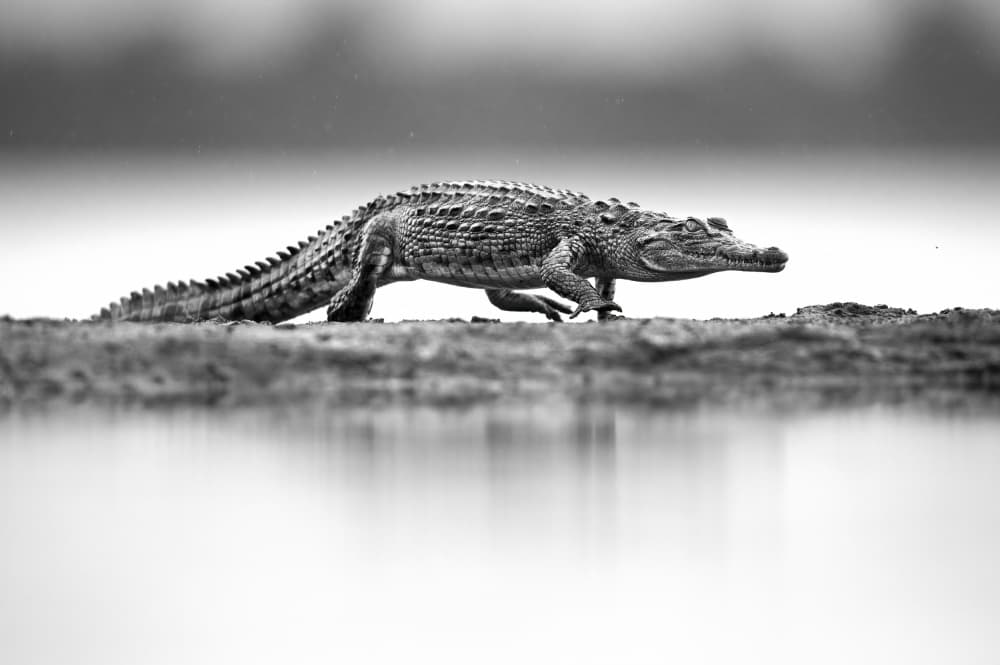 Powerful Crocodile Reflection by Marco Pozzi — canvas wall art