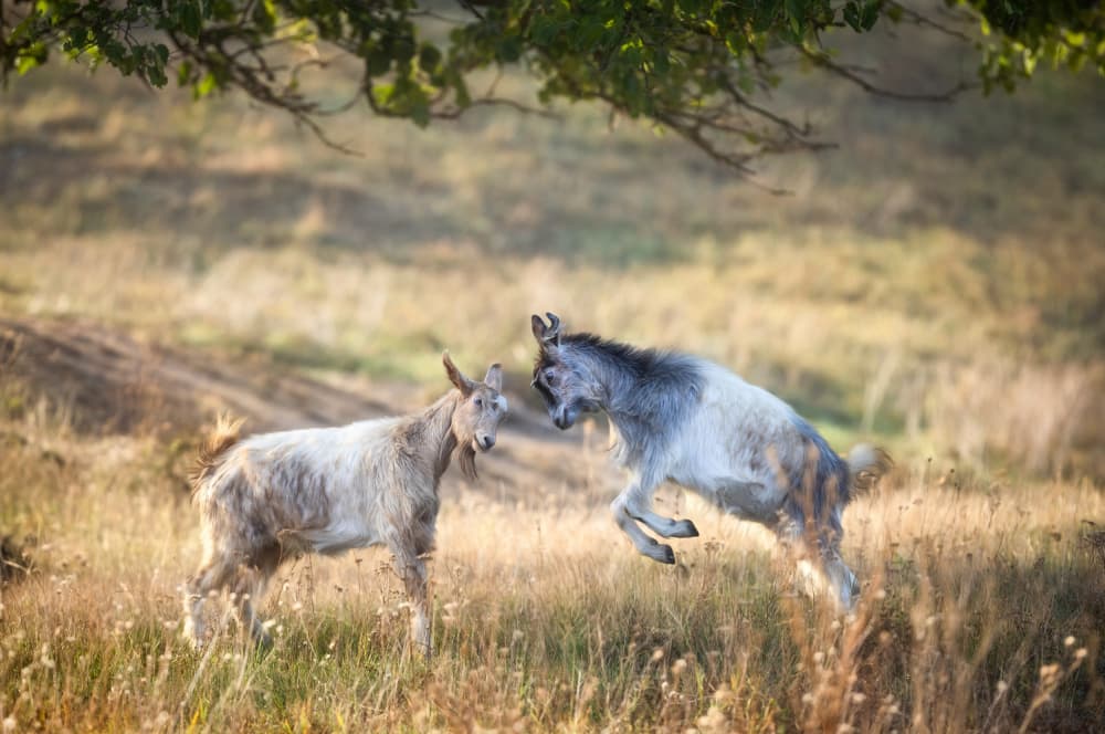 Jumping Goats Play by Sebastian Prioteasa — canvas wall art