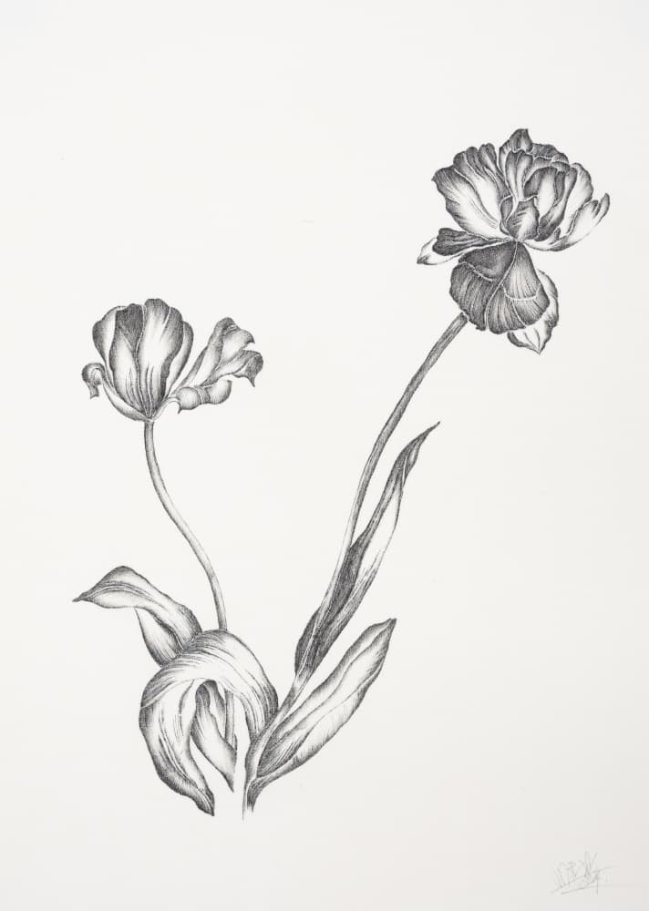 Graceful Botanical Tulips
