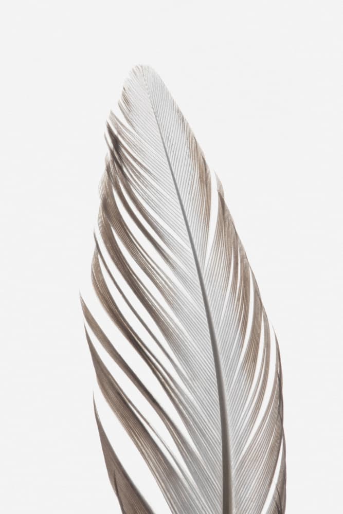 Delicate Bird Feather by Pictufy Studio III — canvas wall art