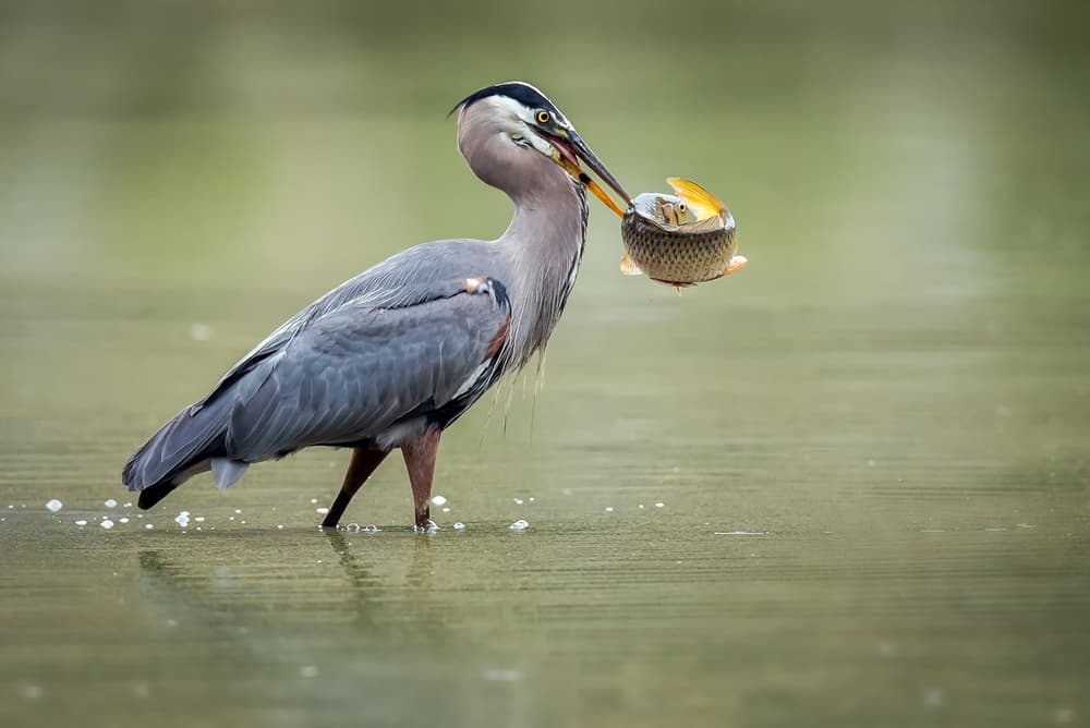 Heron Catches Big Fish by David H Yang — canvas wall art