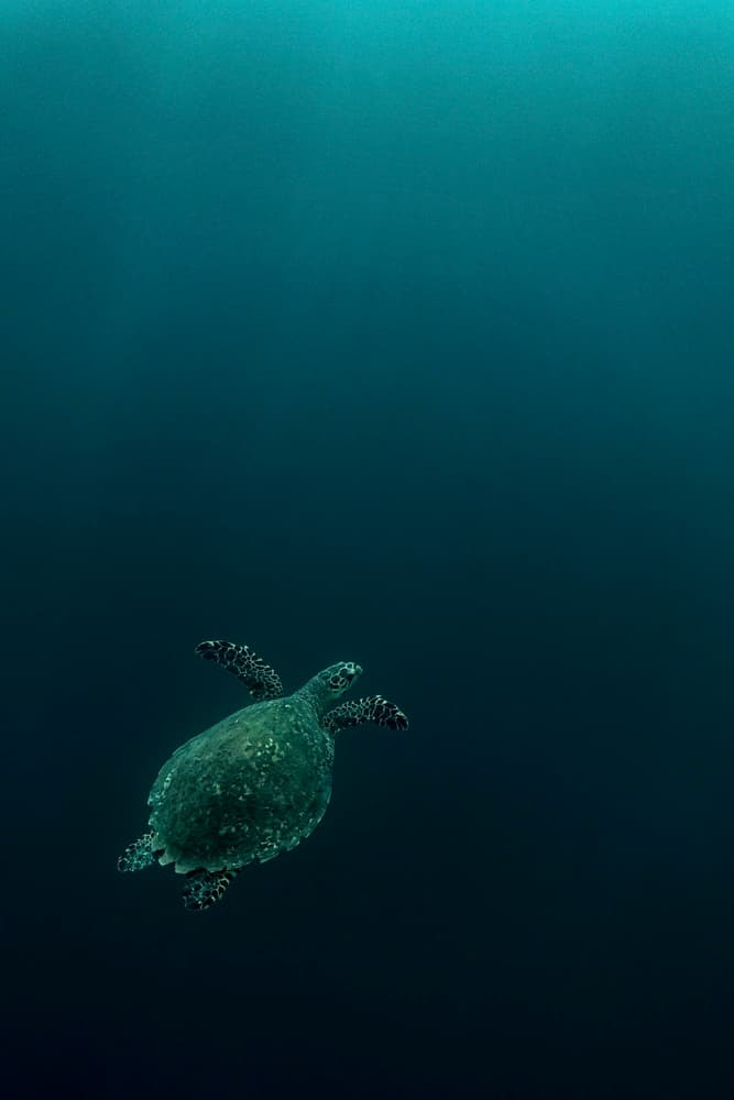 Deep Ocean Turtle by Serge Melesan — canvas wall art