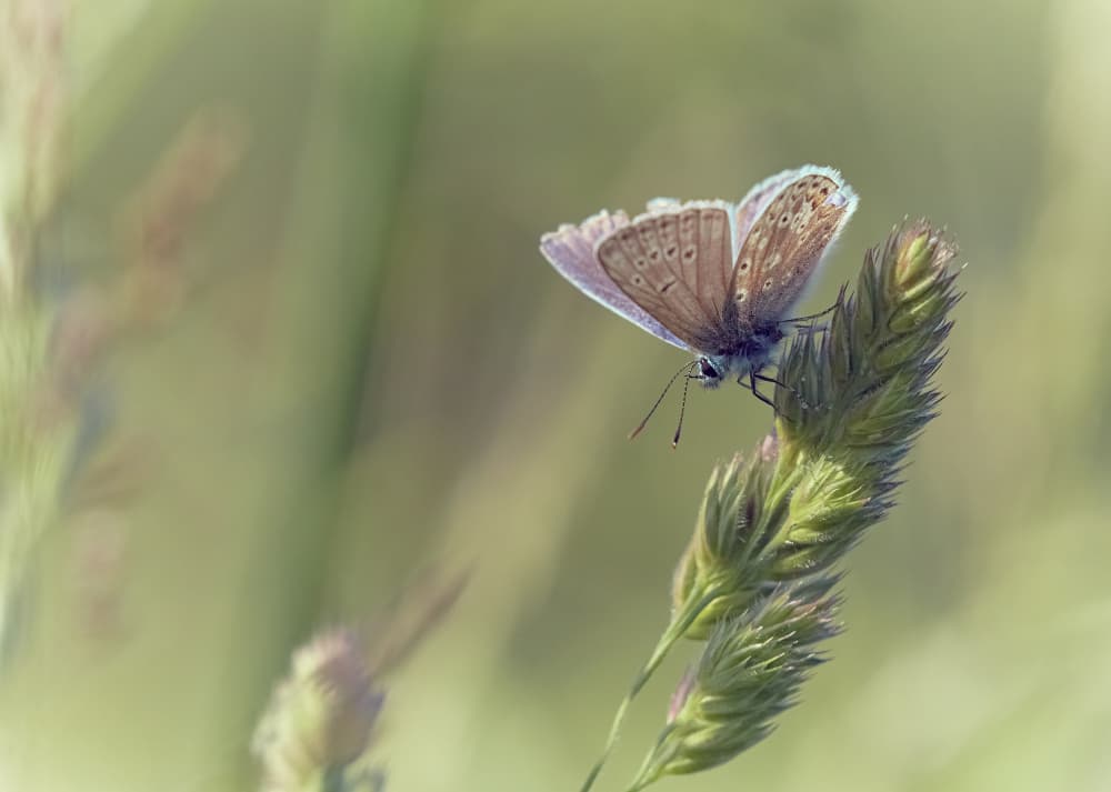 Delicate Meadow Butterfly by Stuart Williams — canvas wall art