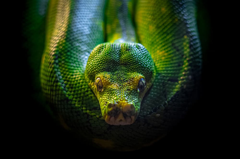 Emerald Python Gaze by YUTAKA KURAHASHI — canvas wall art