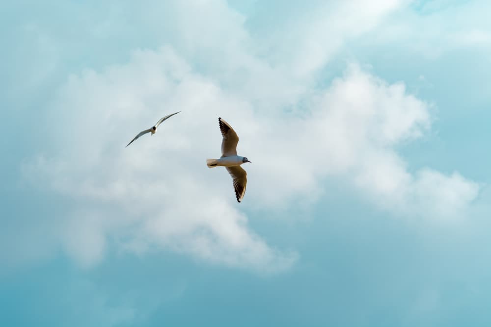 Free Birds Soaring Sky by Tal Paz-Fridman — canvas wall art