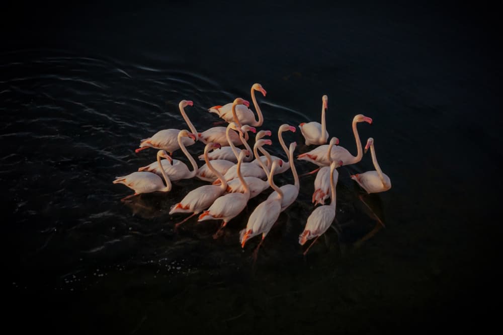 Graceful Pink Flamingos by Isam Telhami — canvas wall art