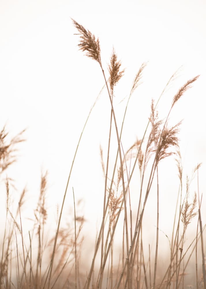 Gentle Pampas Reeds by Crystal Lynn Collins — canvas wall art