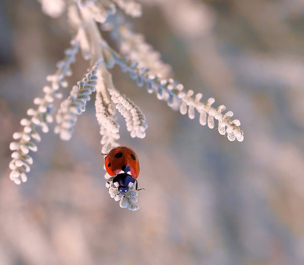 Red Ladybug on Fuzzy Plant by Thierry Dufour — canvas wall art