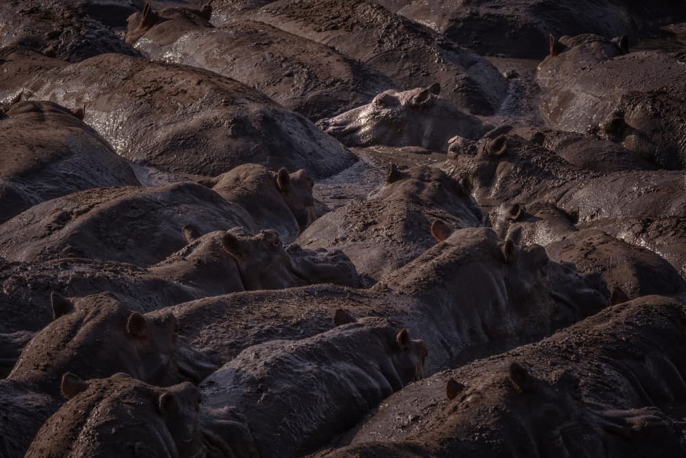 Packed Hippos Wallowing by Pavol Stranak — canvas wall art