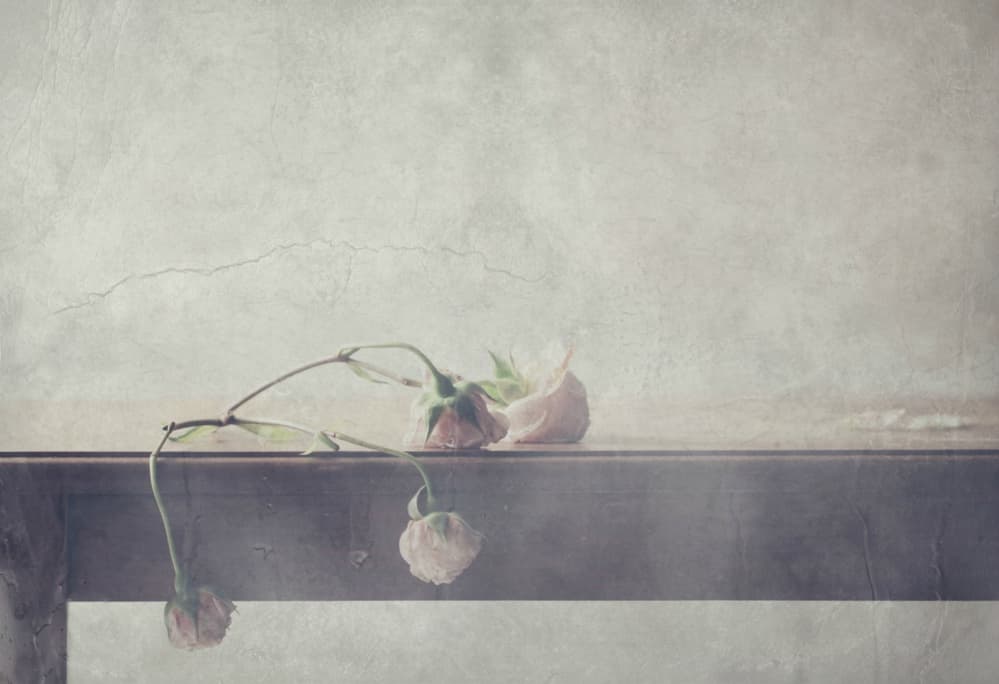 Delicate Faded Roses by Delphine Devos — canvas wall art