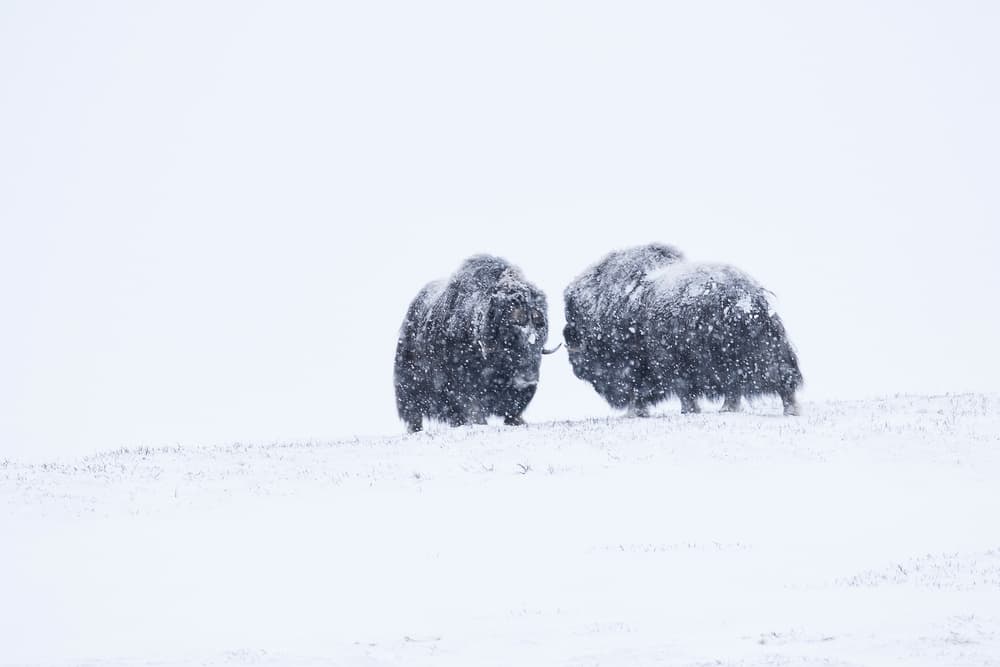 Wild Musk Oxen Winter by Sebastian Mastahac — canvas wall art