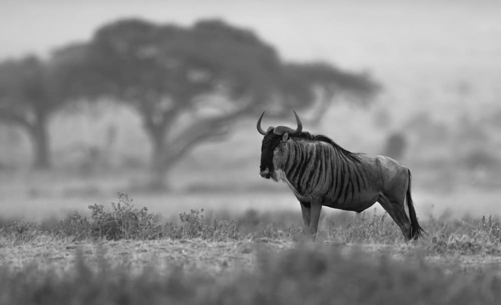 Serene Wildebeest Savanna by Johnson Huang — canvas wall art