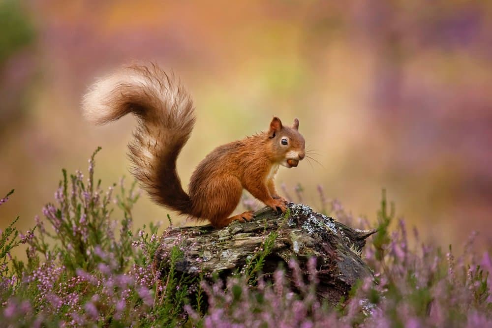 Red Squirrel Heather by Kieran O Mahony AIPF — canvas wall art