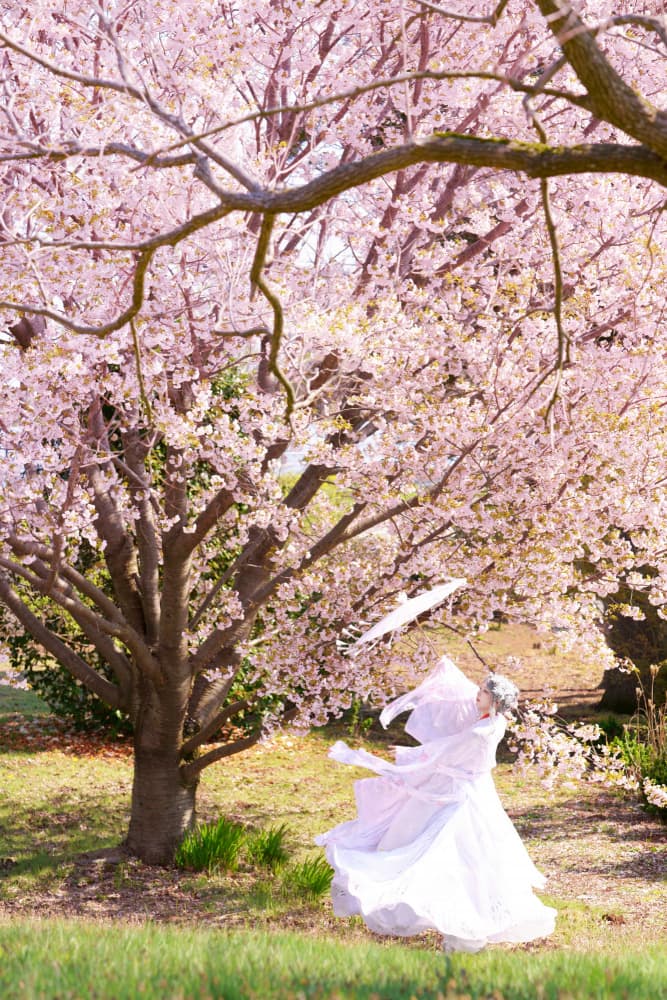 Spring Sakura Enchantment by Hiroaki Suemasa — canvas wall art