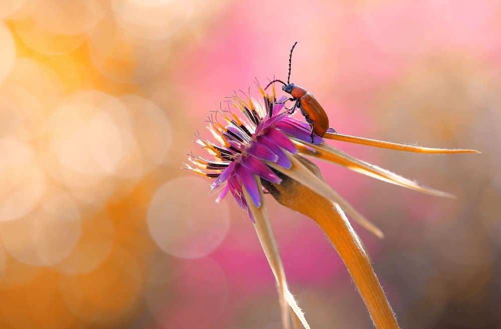 Beetle on Vibrant Bloom by Thierry Dufour — canvas wall art