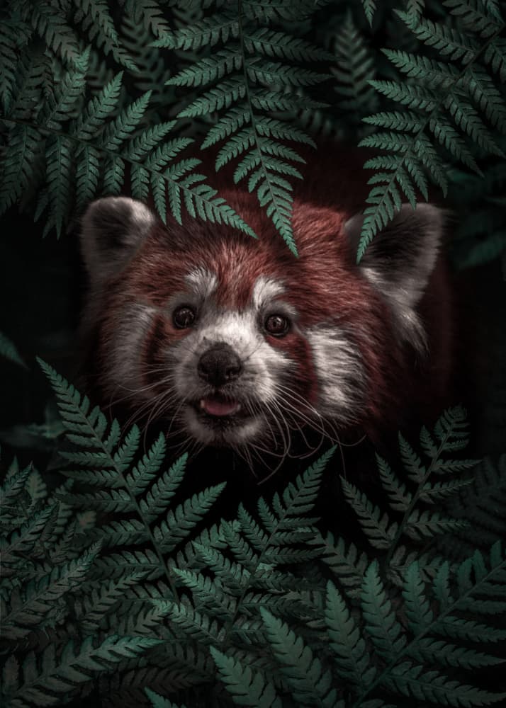 Curious Red Panda by Ariz Rab — canvas wall art