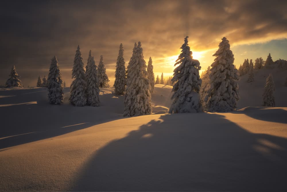 Golden Winter Landscape by Ales Komovec — canvas wall art