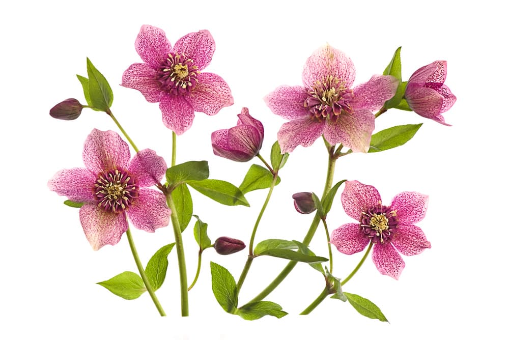 Pink Hellebore Blooms by Jacky Parker — canvas wall art