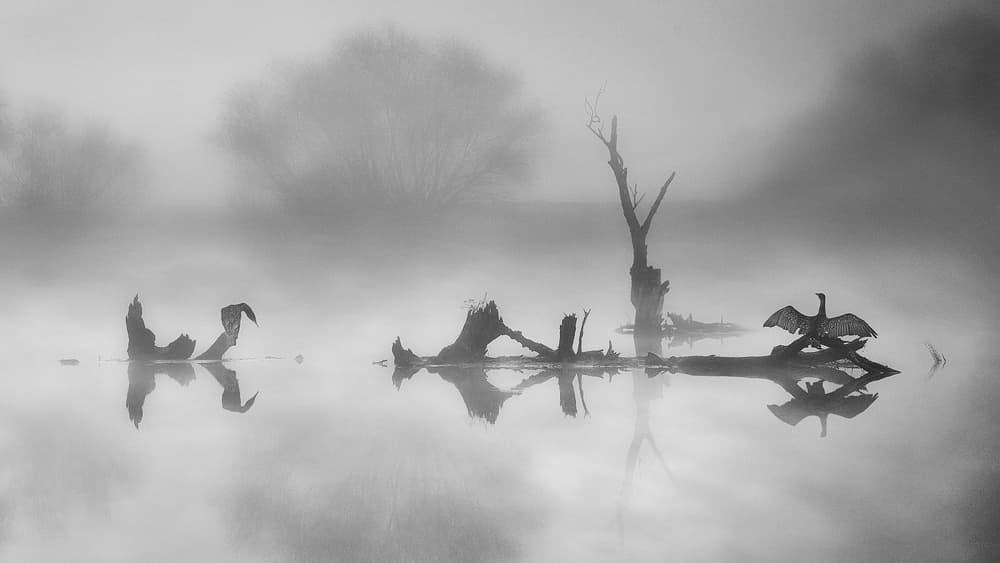 Misty Lake Bird by Martin Kucera EFIAP AZSF — canvas wall art