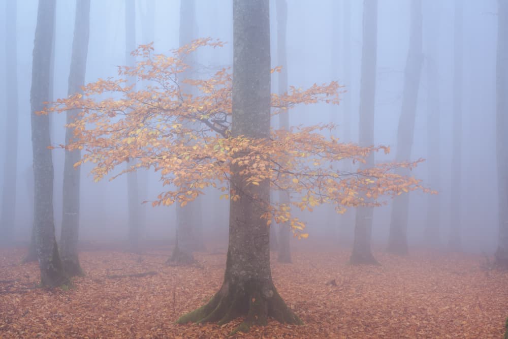 Autumn Foggy Tree by Ali Fallahzadeh — canvas wall art