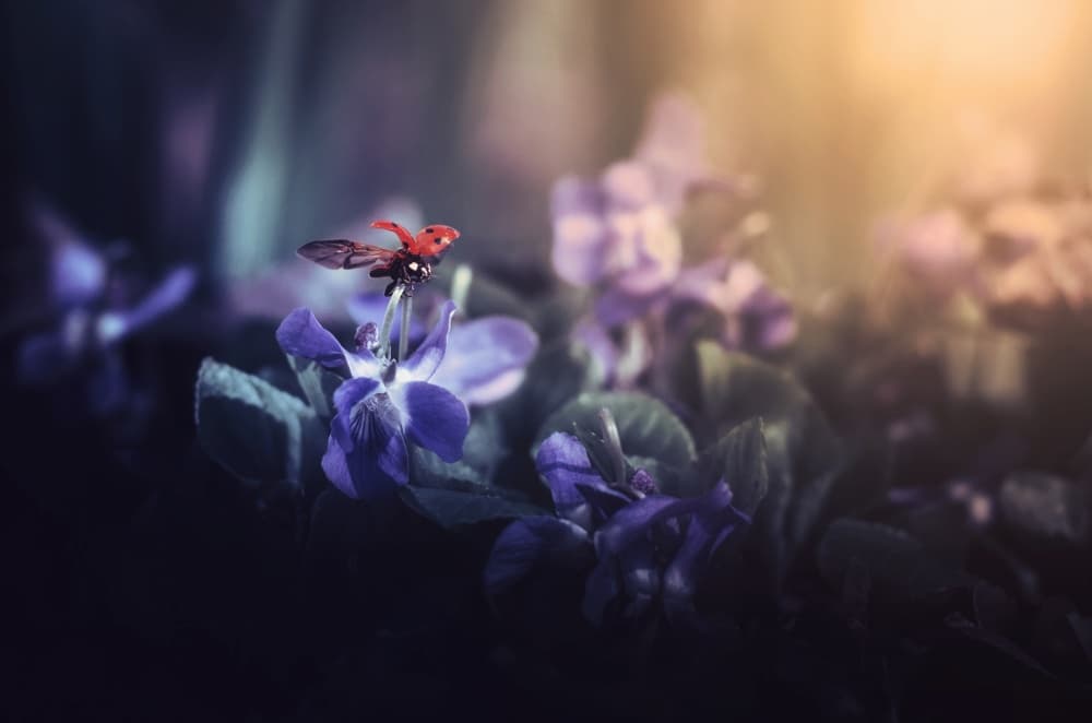 Dreamy Violet Ladybug by Pásztor András — canvas wall art