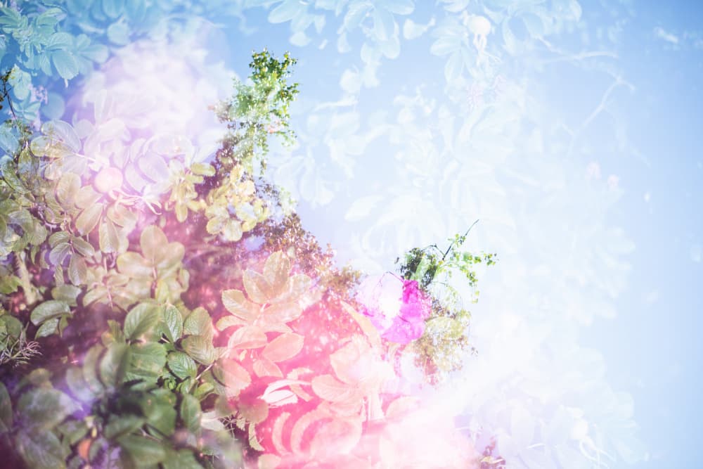 Dreamy Garden Glow by Lynann Colligan — canvas wall art