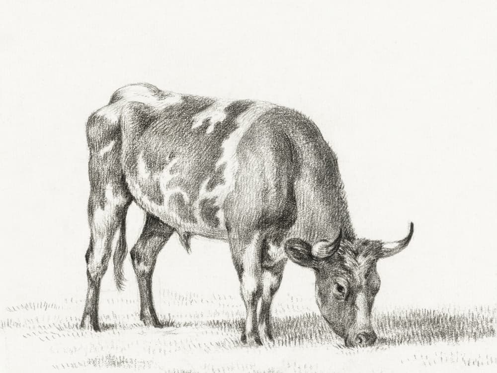 Grazing Bull