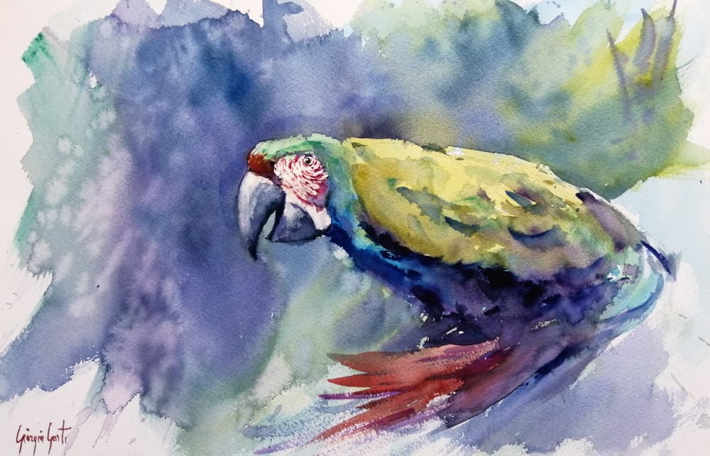 Vibrant Watercolor Macaw by Giorgio Gosti — canvas wall art
