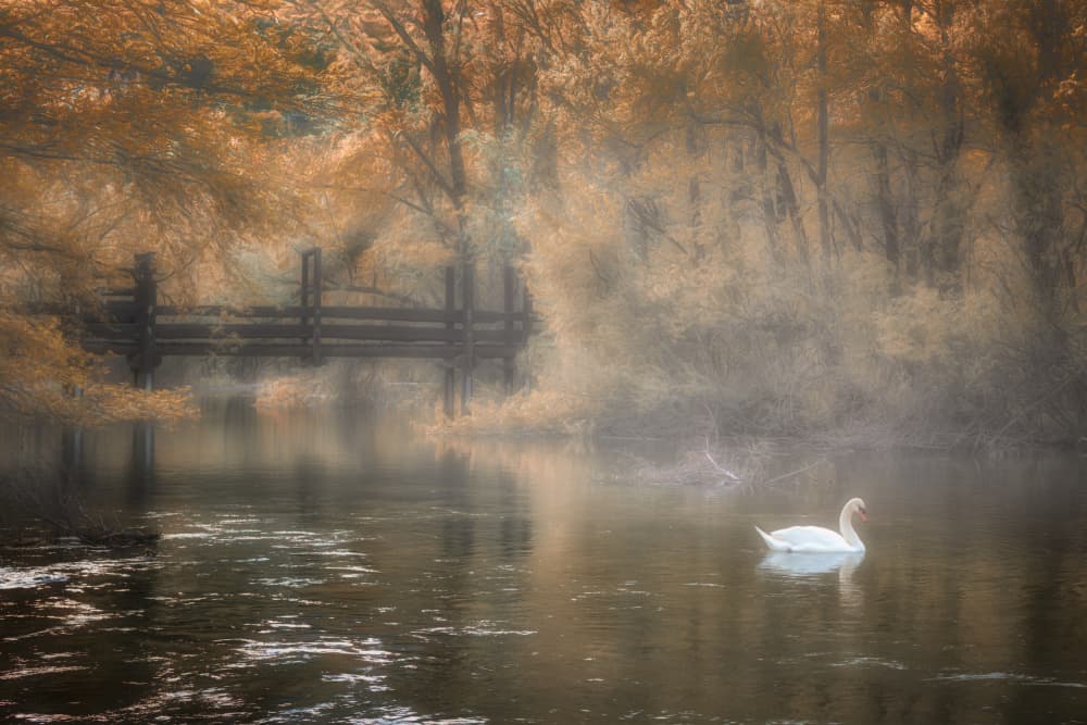 Misty Autumn Swan by Cristiano Giani — canvas wall art