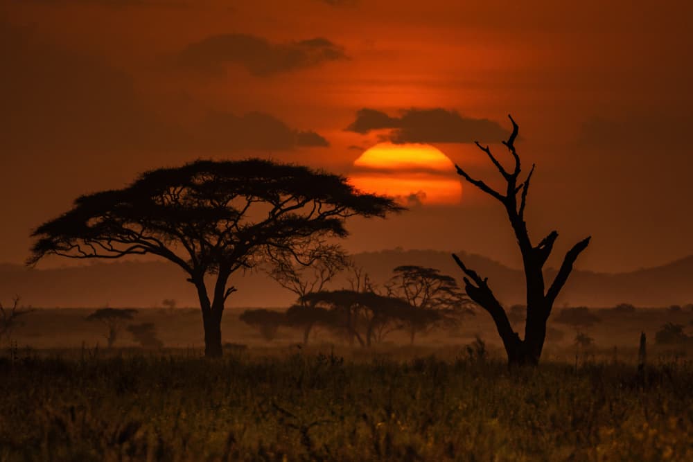African Savanna Sunset by Adrian — canvas wall art
