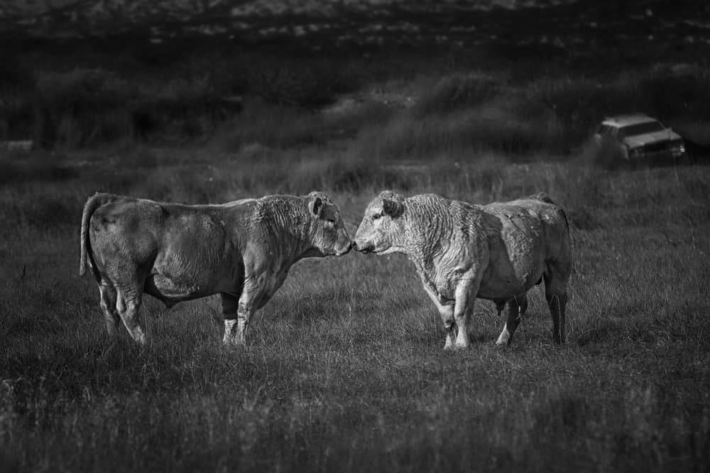 Gentle Cow Nuzzle by Sanbao Zheng — canvas wall art