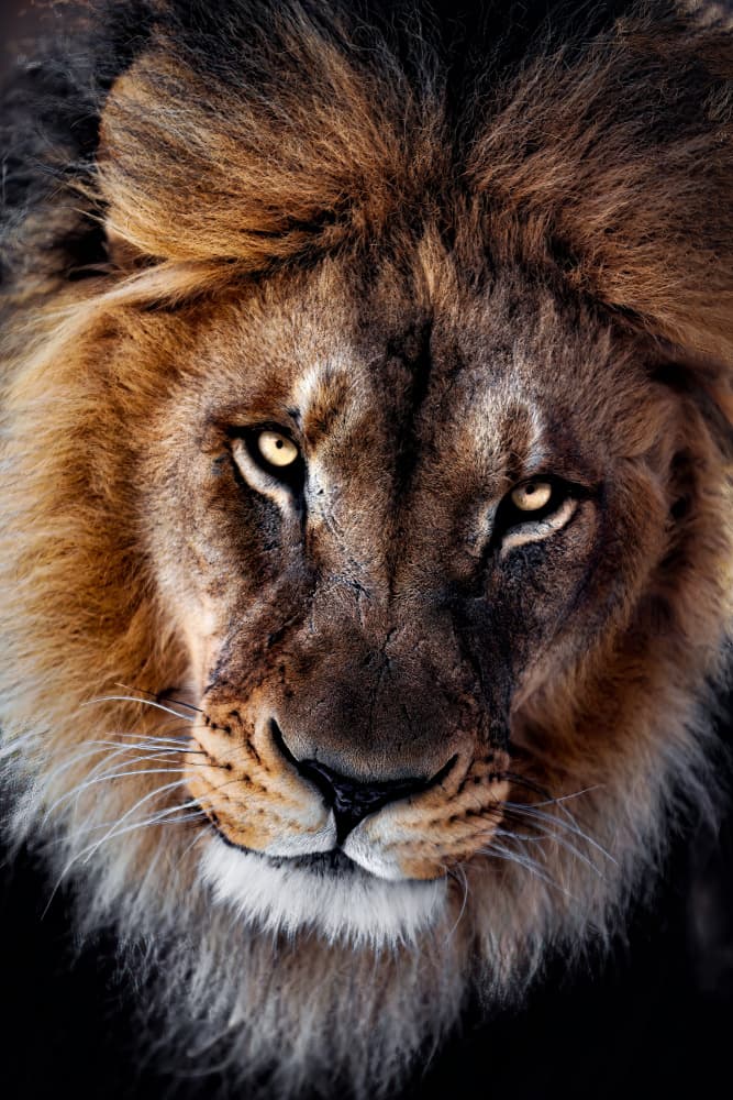 Majestic Lion Stare by Alex Zhao — canvas wall art