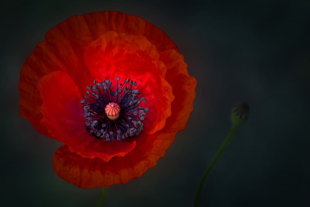 Dramatic Red Poppy by Stephan Rückert — canvas wall art